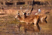 Encounter with Wildlife at Ranthambhore Encounter with Wildlife at Ranthambhore